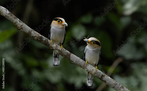 Beautiful colorful birds in nature Silver-breasted Broadbill (Serilophus lunatus) photo