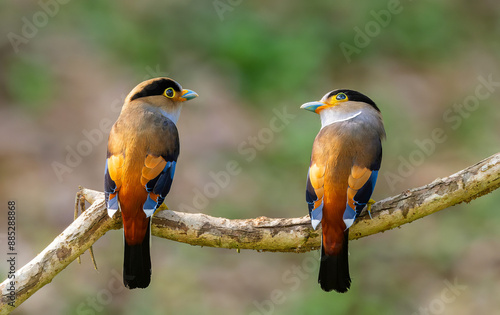 Beautiful colorful birds in nature Silver-breasted Broadbill (Serilophus lunatus) photo