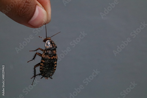 hand holding a dead cockroach photo