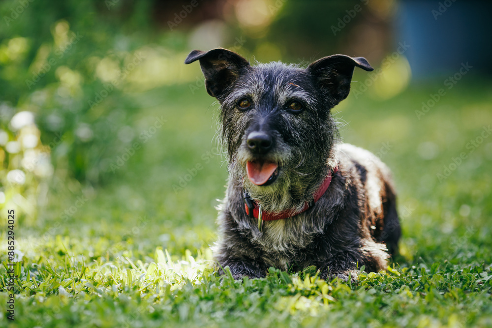 Cute Black Terrier Older Dog Resting on the Lawn Cute Black Terrier Older Dog Resting on the Lawn