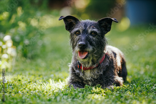 Photos Cute Black Terrier Older Dog Resting on the Lawn
