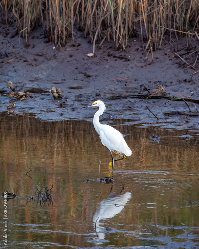 Snowy egret in a creek