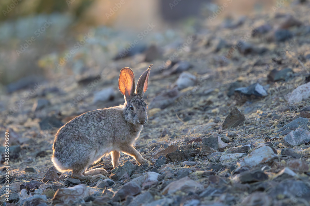 Fototapeta premium A desert cottontail in evening light on the desert floor