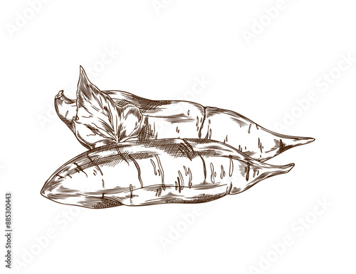 Pair of sweet potato with leaf vector engraved sketch, hand drawn ripe yam, farm vegetable batatas, tuber plant food