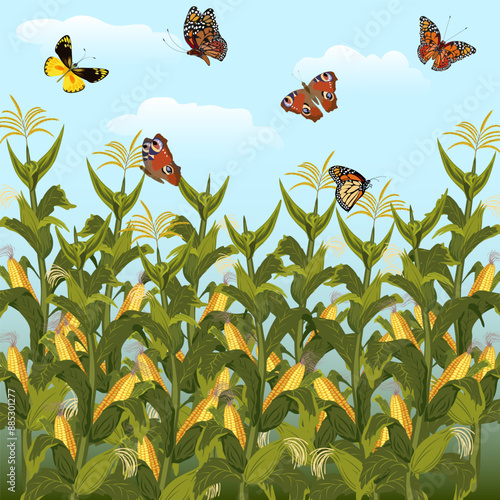Butterflies and a corn field in the illustration.Vector illustration with beautiful butterflies and clouds over a cornfield.