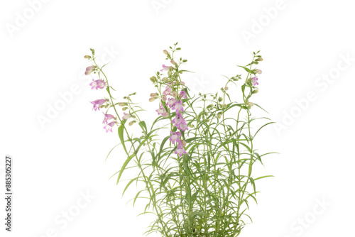 closeup of beard tongue plant isolated