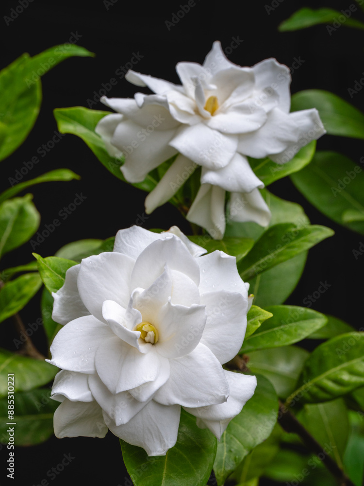 Closeup view of gardenia jasminoides aka Cape jasmine bright white scented flowers blooming outdoors in garden on black background Closeup view of gardenia jasminoides aka Cape jasmine bright white scented flowers blooming outdoors in garden on black background