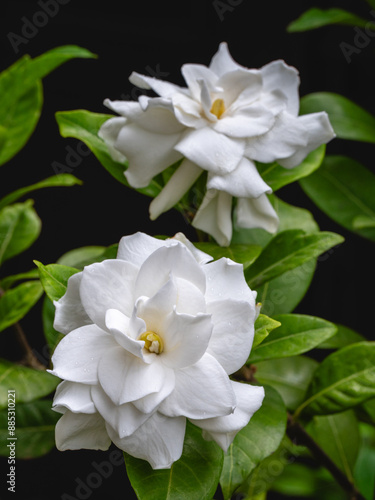 Closeup view of gardenia jasminoides aka Cape jasmine bright white scented flowers blooming outdoors in garden on black background