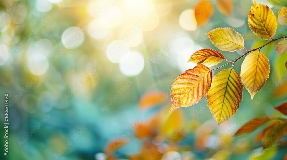 Autumn Leaves in Sunlight Autumn Leaves in Sunlight