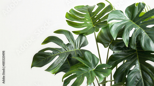 Close-up of lush green monstera leaves with their distinctive holes and splits, set against a neutral white background.