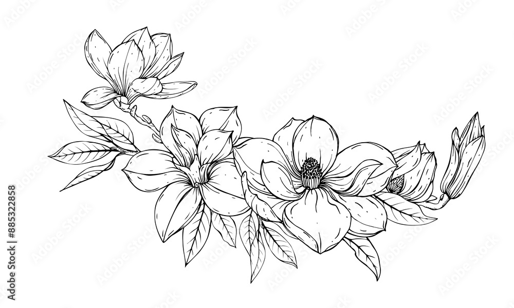 Composition of magnolia flowers. Sketch using black and white lines.
Composition of magnolia flowers. Sketch using black and white lines.
