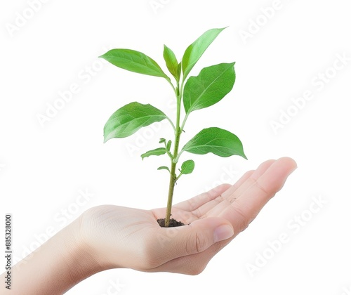 PNG format of a tree plant in hand isolated on a transparent background.