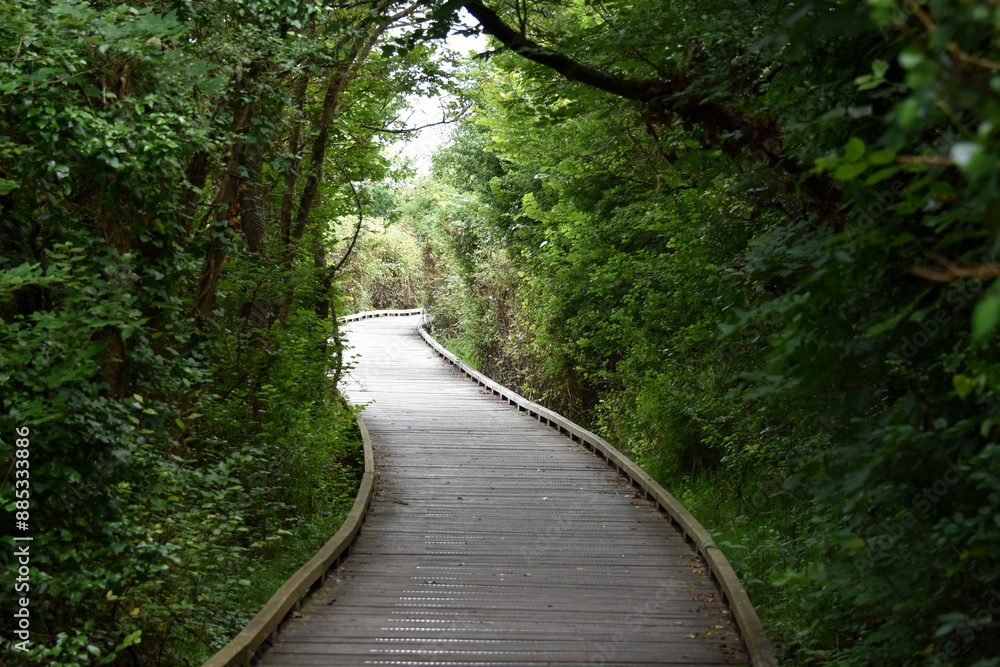 Naklejka premium un chemin de bois à travers la foret, france