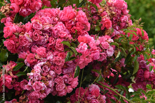 Pink Roses, Typical brittany village, hydrangeas; Collors of Brittany. Beauty ff Brittany.