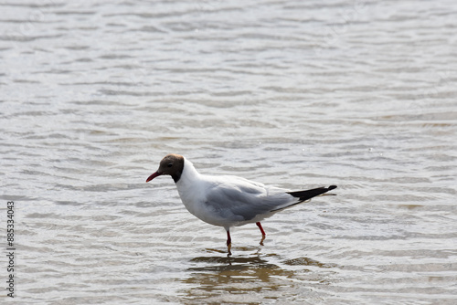 black-headed gull, suscinio, castel of suscinio, brittany, golf of morbihan, tourism, beauty of brittany