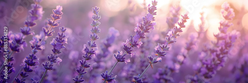 Campo de lavanda florescente photo