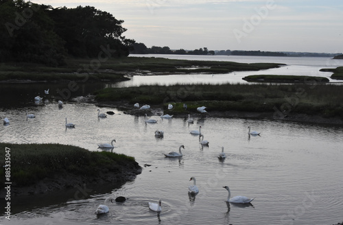 black-headed gull, suscinio, castel of suscinio, brittany, golf of morbihan, tourism, beauty of brittany photo