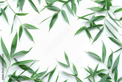 Isolated on white background, dark green leaves of bamboo ornamental forest garden plant.