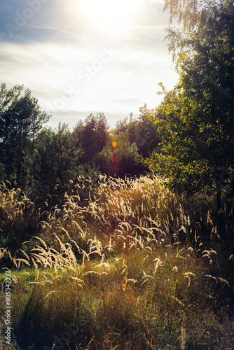 Sunny day in the wild forest