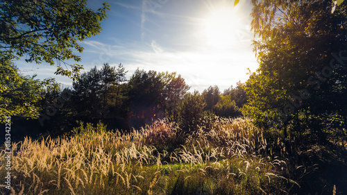 Sunny day in the wild forest