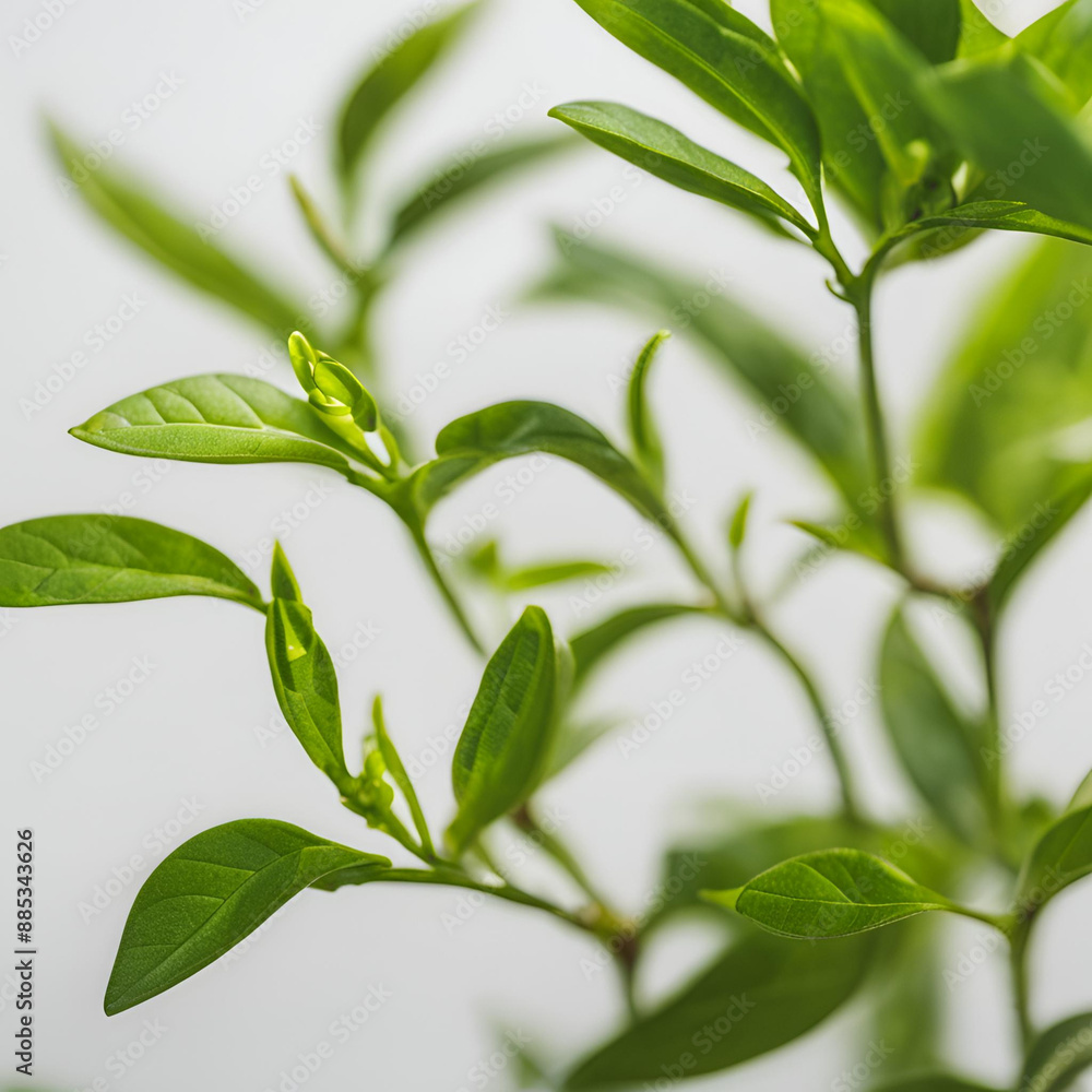 green leaves background green leaves background