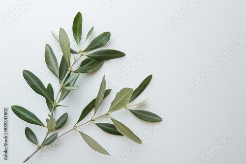 Green leaves on a white background represent space. Indoor green flower.