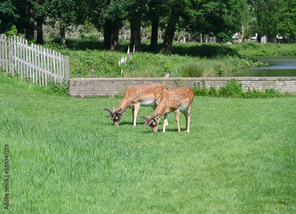 Two deer peacefully grazing grass in a lush green field near a wooden fence and a pond