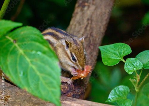 木の上でエサを食べるシマリス