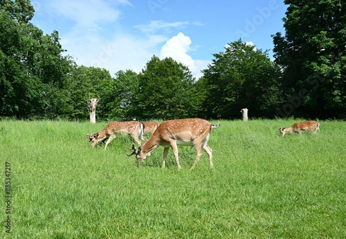 Cute deers are grazing on green grass in sunlit park. photo