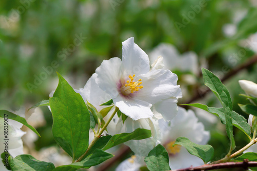 jasmine flowers on branches with green leaves