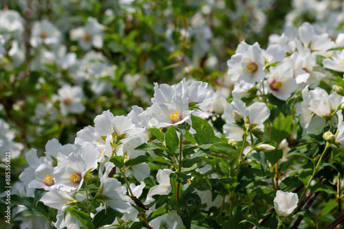 jasmine flowers on branches with green leaves