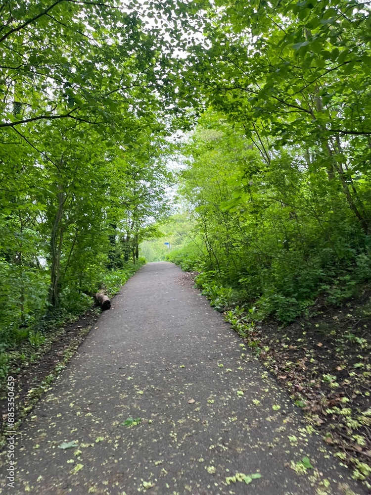 Fototapeta premium road in the woods