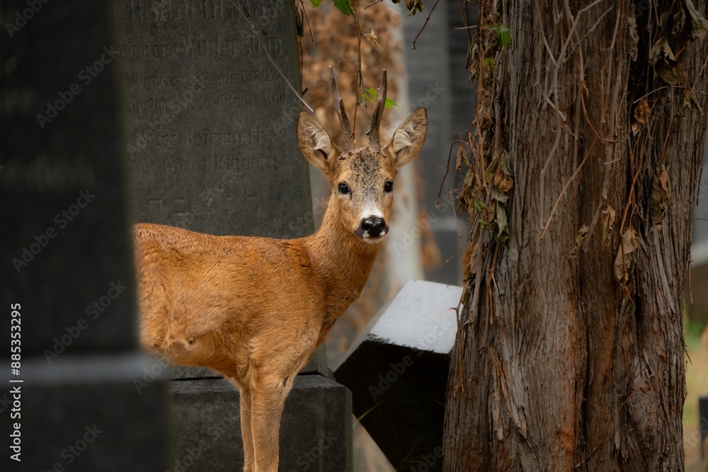roe buck on a graveyard between graves roe buck on a graveyard between graves