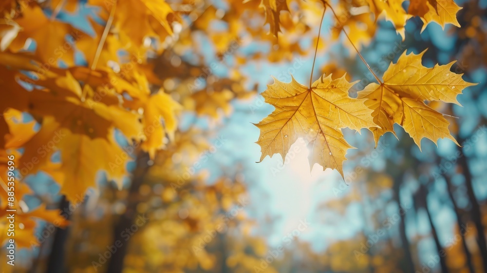 Fototapeta premium Golden maple leaves on blurred background in fall park