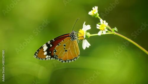 Obraz na plátně Close-up of wild Danaus chrysippus butterfly
