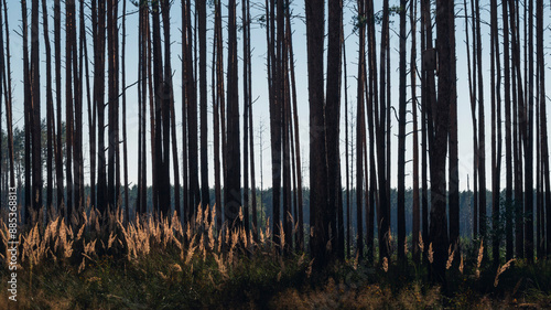 Tall pines and grass. Summer day in the forest.