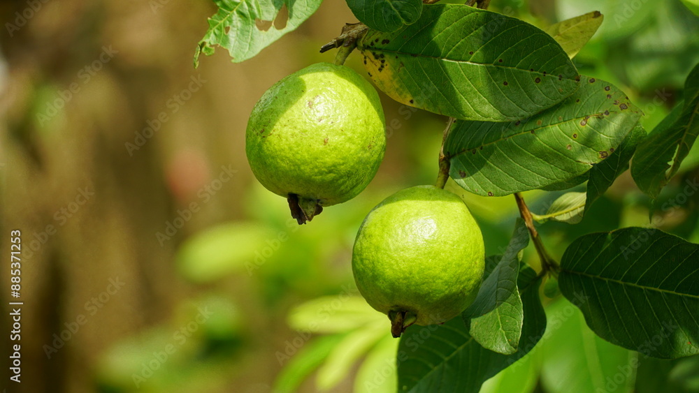 Close-up of guava fruit on a tree in the garden