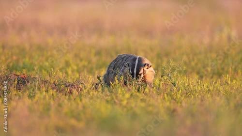 The American badger (Taxidea taxus) is a North American badger , a tough dangerous carnivore, sunset in South Dakota. Slow-motion, 1/2 natural speed. photo