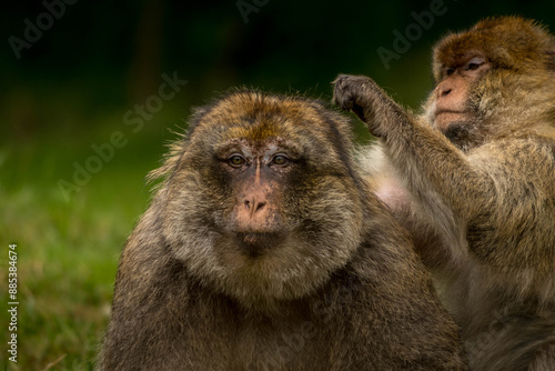 Barbary Macaques grooming