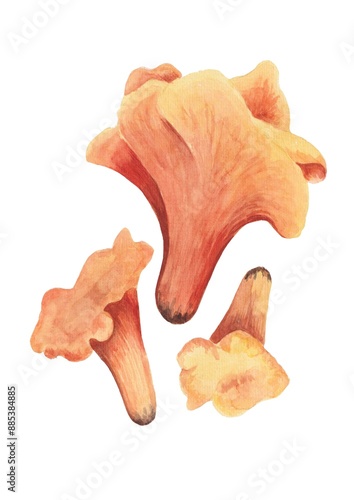 Foto Chanterelle mushroom watercolor illustration set