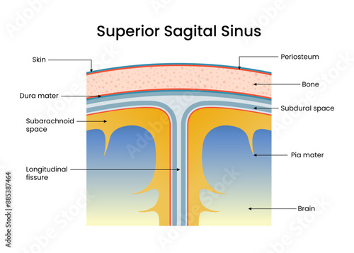 Diagram of Superior Sagital Sinus