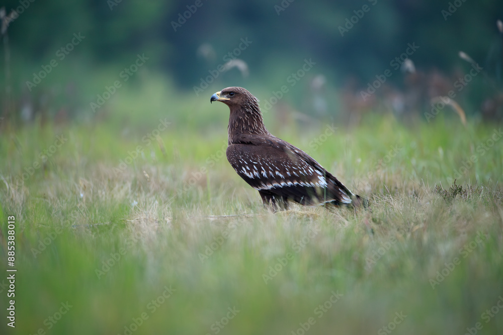 Bird of prey in pastel colors background Bird of prey in pastel colors background