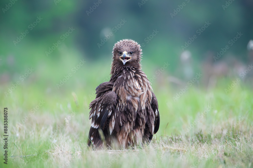 A ruffled bird of prey screaming with its beak wide open A ruffled bird of prey screaming with its beak wide open