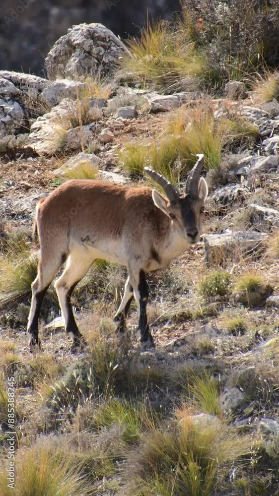 Iberian ibex walking on rocky terrain with an impressive view of the Sierra de Albarracín. Iberian ibex walking on rocky terrain with an impressive view of the Sierra de Albarracín.