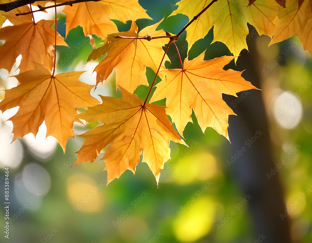Colorful Autumn Maple Leaves- Bright autumn maple leaves on a tree branch. _1(75) Colorful Autumn Maple Leaves- Bright autumn maple leaves on a tree branch. _1(75)