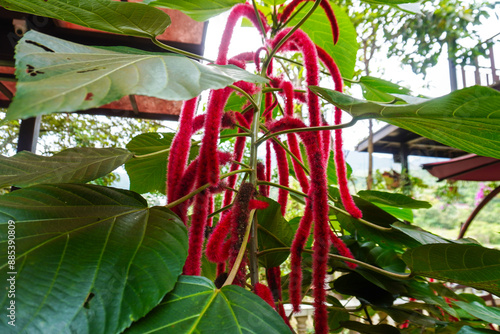 unique looking red flower  photo