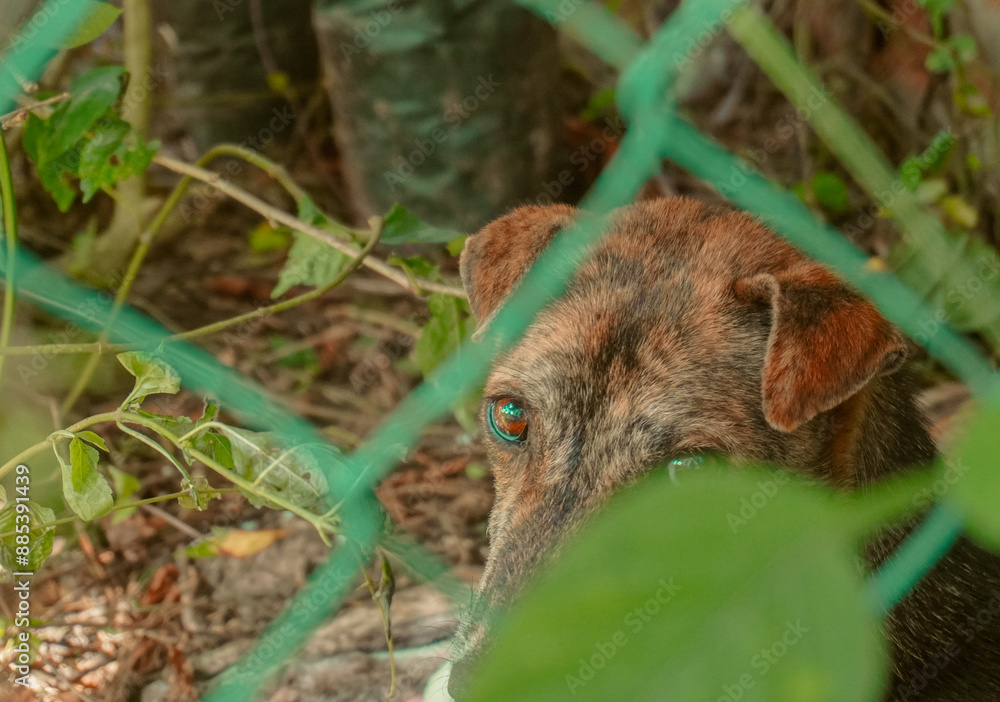 Fototapeta premium dog looking from fence