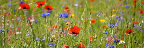 Campo de flores silvestres em várias cores photo