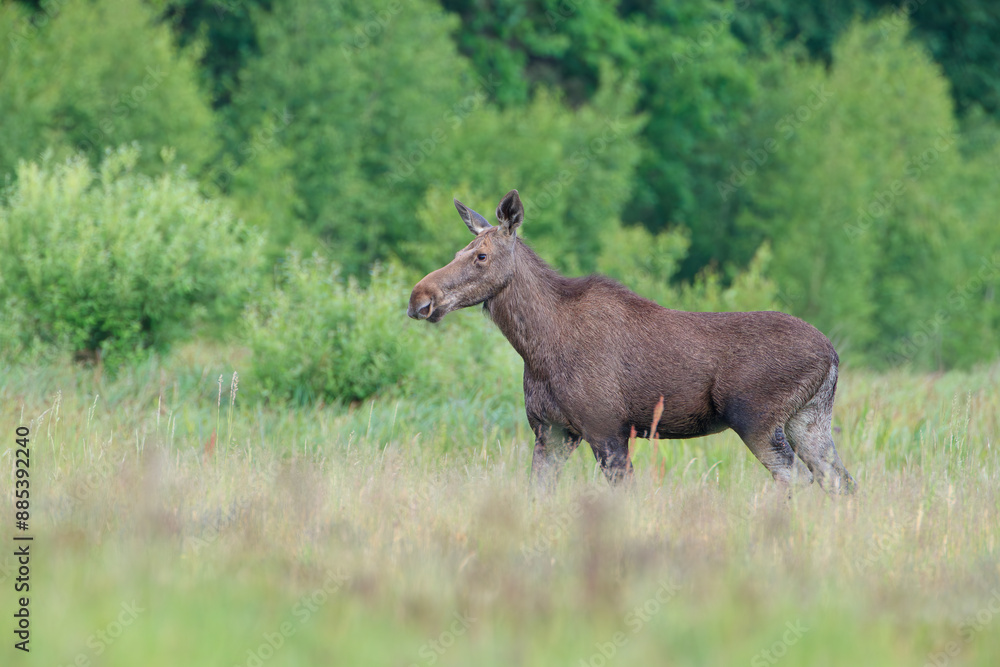 A moose standing in a meadow against the background of green bushes and trees A moose standing in a meadow against the background of green bushes and trees