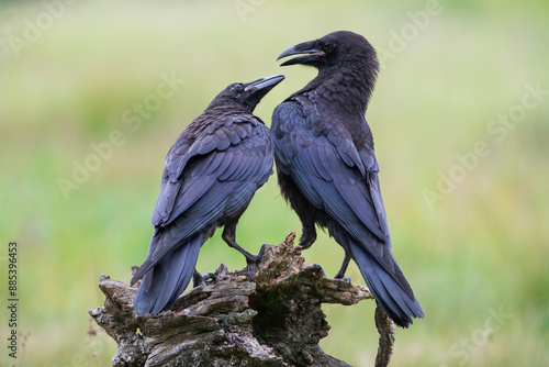 Two young ravens are having some sort of dispute